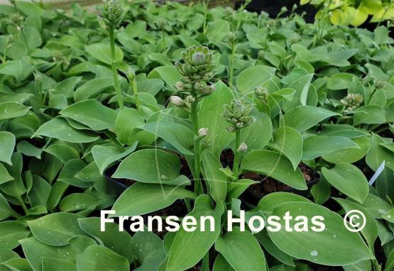 Hosta Dancing out of Time